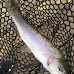 フィッシング サンクチュアリ 釣果