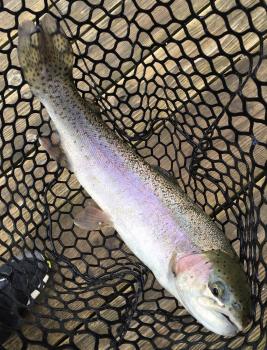 フィッシング サンクチュアリ 釣果