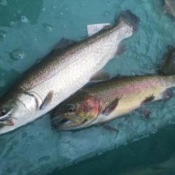 フィッシング サンクチュアリ 釣果