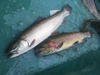 フィッシング サンクチュアリ 釣果