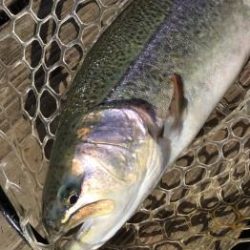 フィッシング サンクチュアリ 釣果