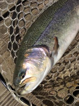 フィッシング サンクチュアリ 釣果