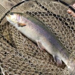 フィッシング サンクチュアリ 釣果