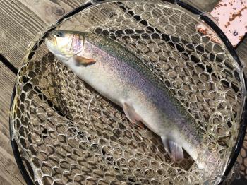 フィッシング サンクチュアリ 釣果