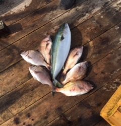 由良海上釣り堀 海人 釣果