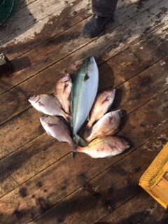 由良海上釣り堀 海人 釣果