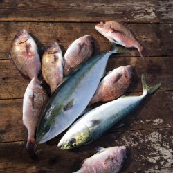 由良海上釣り堀 海人 釣果