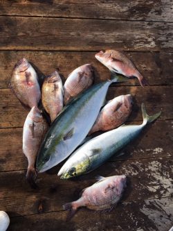 由良海上釣り堀 海人 釣果