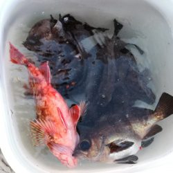 リトルワン 釣果