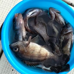 リトルワン 釣果