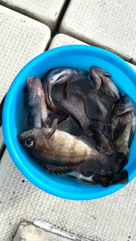 リトルワン 釣果