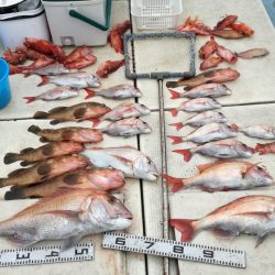 リトルワン 釣果