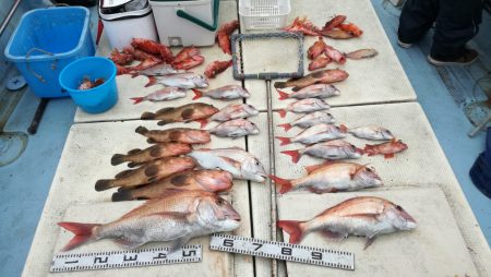 リトルワン 釣果