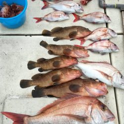 リトルワン 釣果