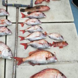 リトルワン 釣果