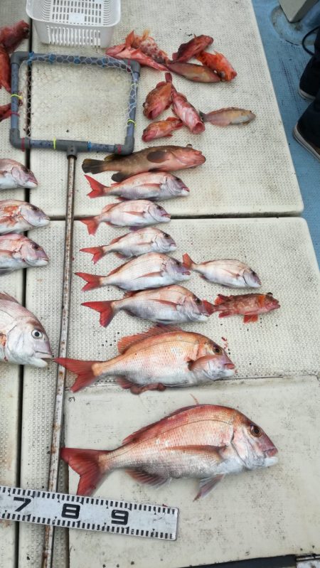 リトルワン 釣果