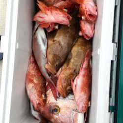 リトルワン 釣果