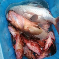 リトルワン 釣果