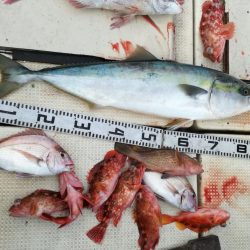 リトルワン 釣果