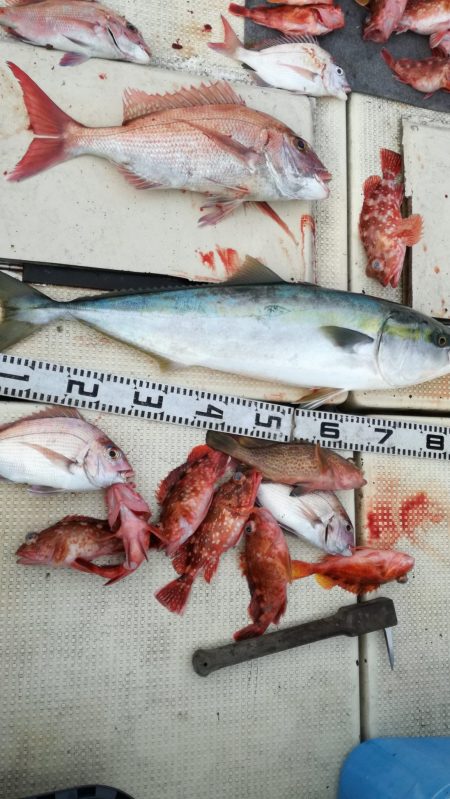 リトルワン 釣果