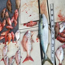 リトルワン 釣果