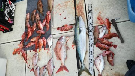 リトルワン 釣果