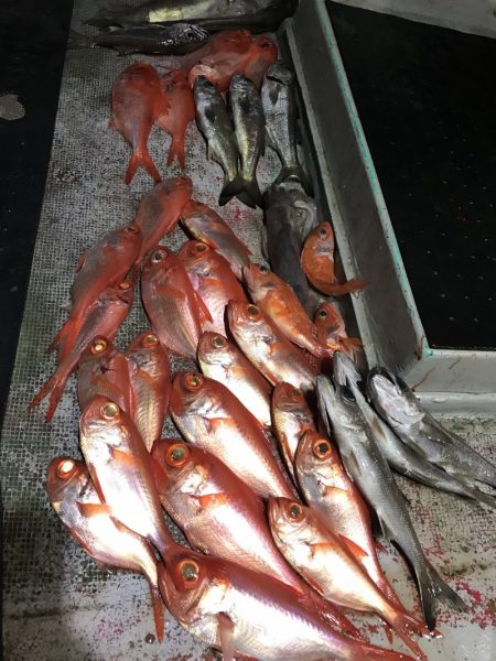 たいし丸 釣果