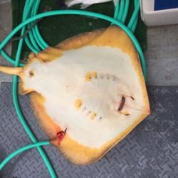 シーモンキー 釣果