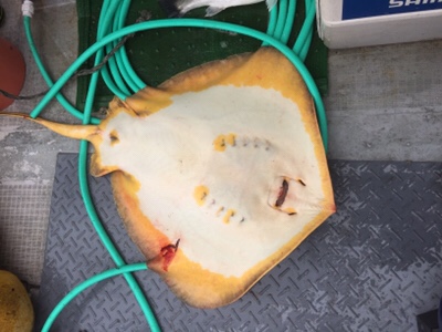 シーモンキー 釣果