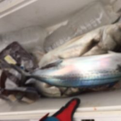 シーモンキー 釣果