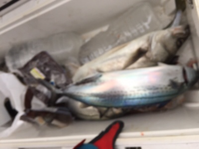 シーモンキー 釣果