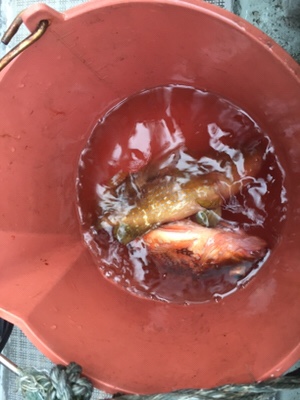 シーモンキー 釣果