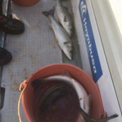 シーモンキー 釣果