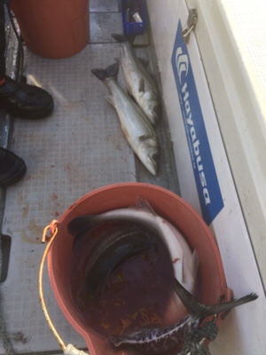 シーモンキー 釣果