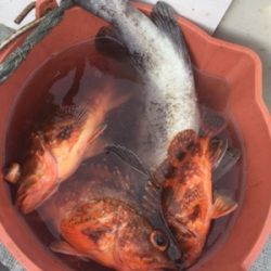 シーモンキー 釣果