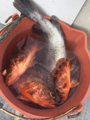 シーモンキー 釣果