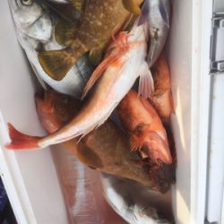 シーモンキー 釣果