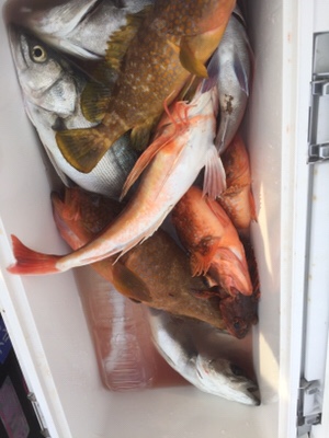 シーモンキー 釣果