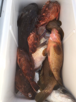 シーモンキー 釣果