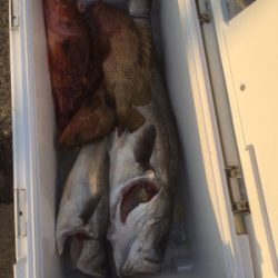 シーモンキー 釣果