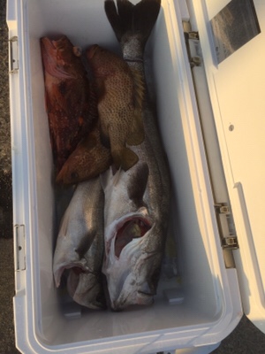 シーモンキー 釣果