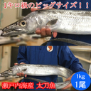 釣り船くわだ 釣果