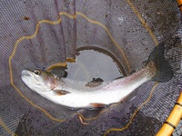 秩父フライフィールド 釣果