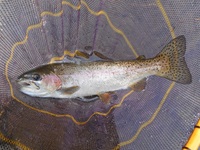 秩父フライフィールド 釣果