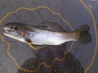 秩父フライフィールド 釣果