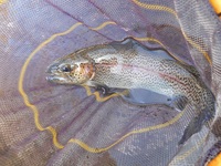 秩父フライフィールド 釣果