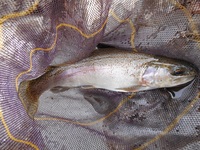 秩父フライフィールド 釣果