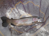 秩父フライフィールド 釣果