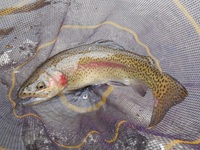 秩父フライフィールド 釣果