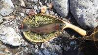 秩父フライフィールド 釣果